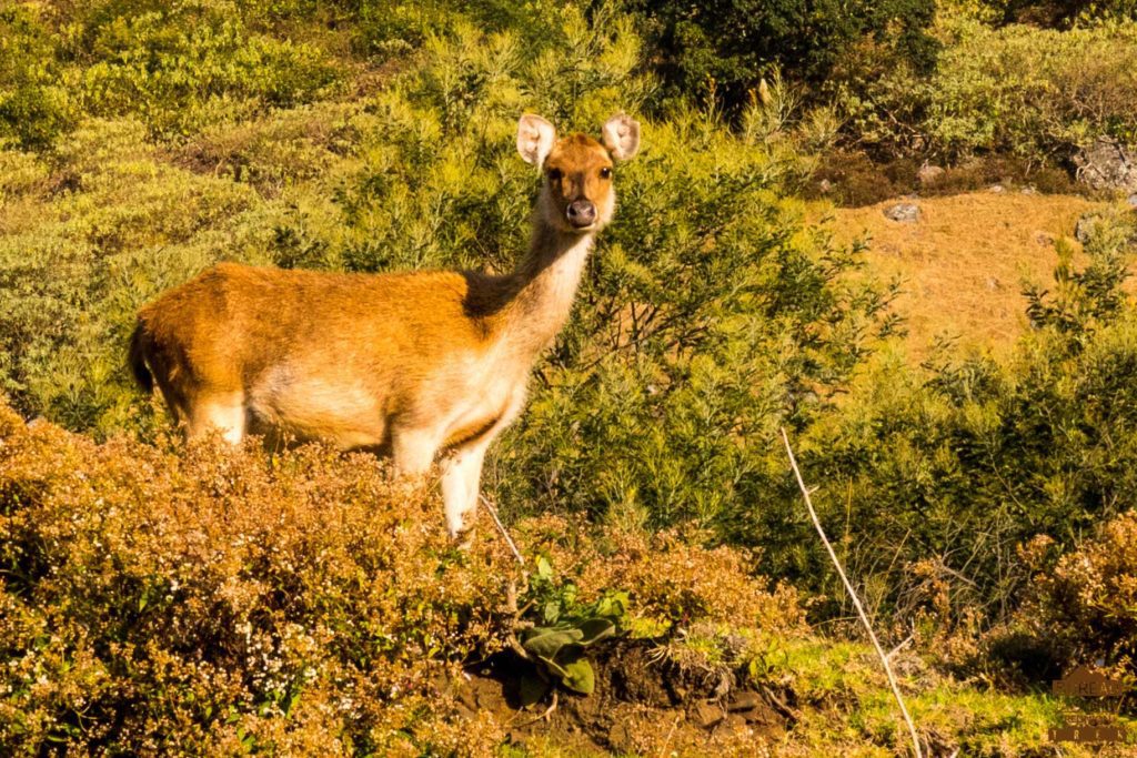 Elevage de cerfs de Java Marla mafate réunion trek