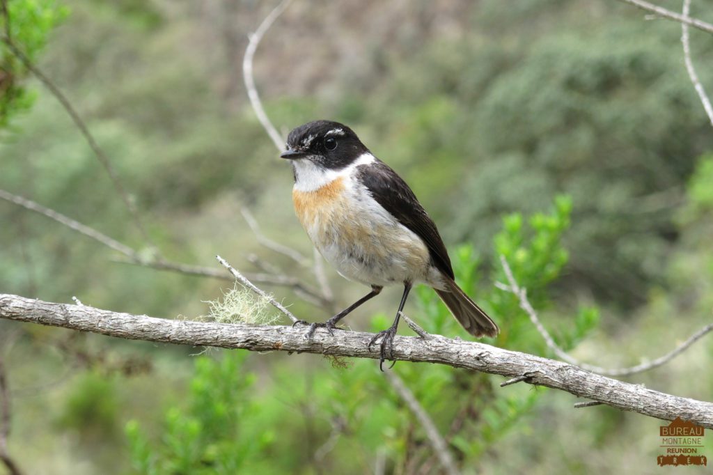 Le tek-tek l'oiseau des randonneurs mafate réunion trek