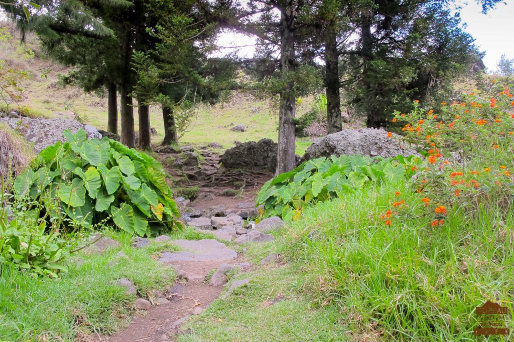 BMR Trek agence randonnée découvert du haut mafate la Réunion