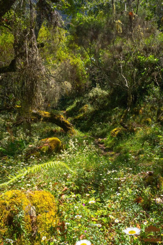 randonnée réunion trek agence GRR2 diagonale traversée cilaos foret