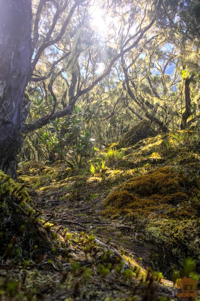 randonnée réunion trek agence GRR2 diagonale traversée foret bébour