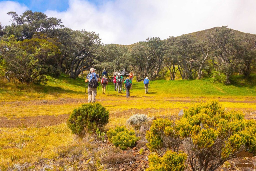 randonnée réunion trek agence GRR2 diagonale traversée bois d&#039;ozou fournaise randonneurs