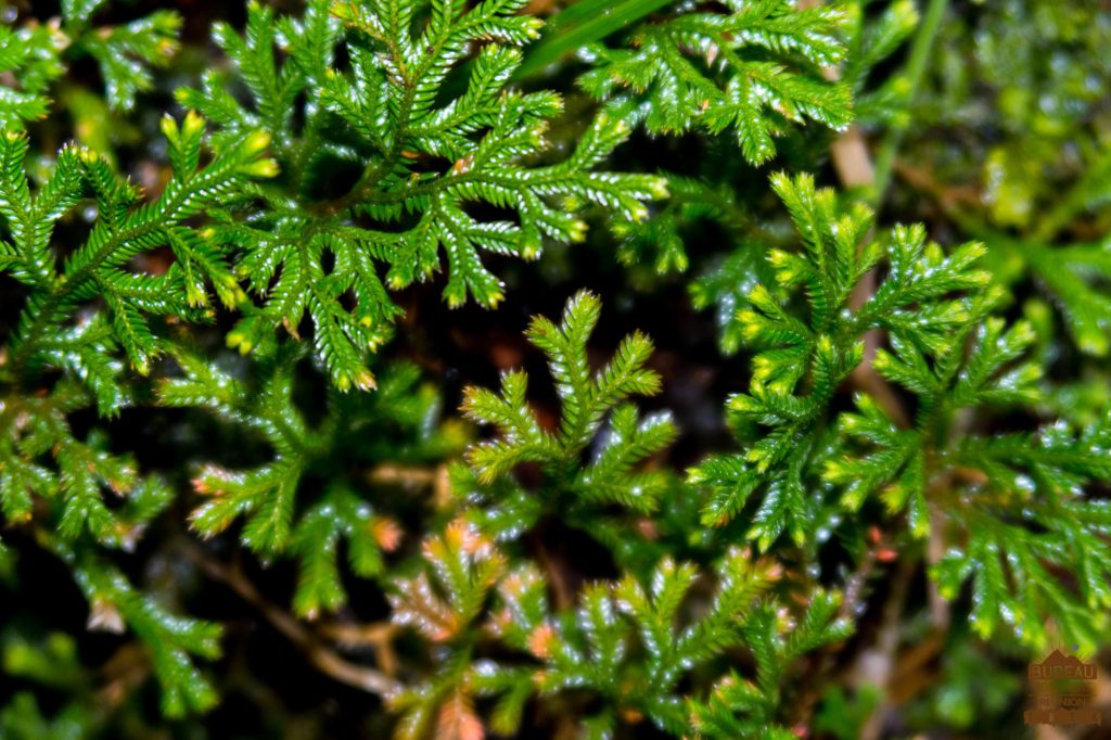 randonnée réunion trek agence GRR2 diagonale traversée volcan fournaise fougère Selaginella sinuosa