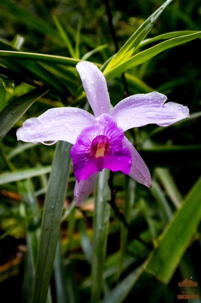 randonnée réunion trek agence GRR2 diagonale traversée volcan fournaise orchidée fleur