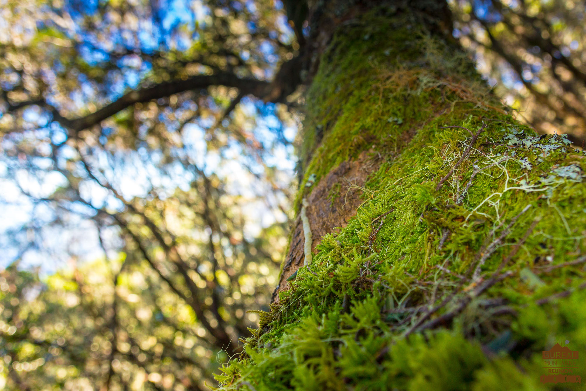 Forêt lichen mousse dans le cirque de Cilaos réunion trek rando guide