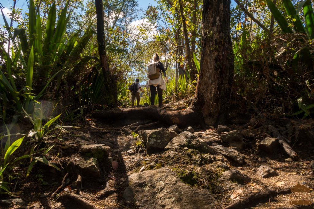 Sentier en forêt dans Cilaos randonnée trek réunion 974