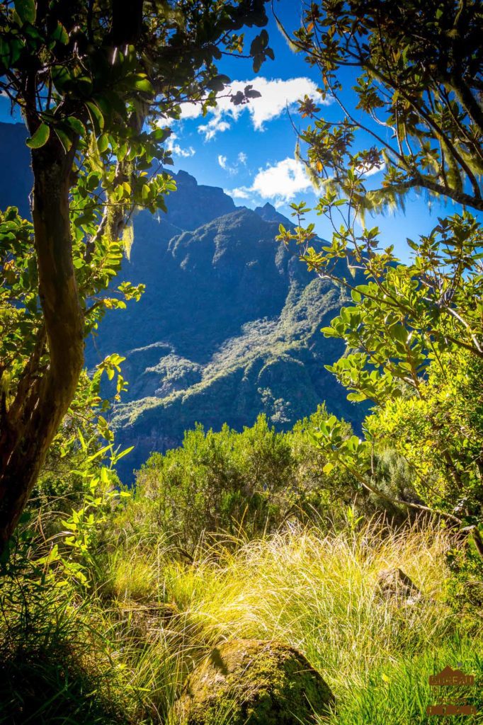 Forêt dans le cirque de Cilaos réunio trek randonnée guide
