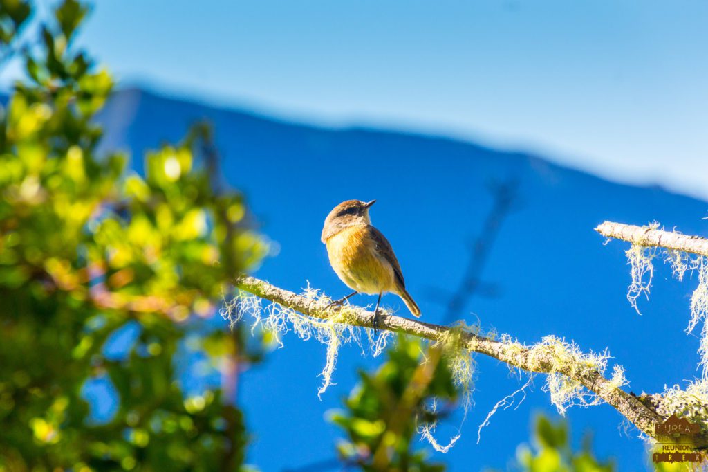 Le tek-tek, l&#039;oiseau des randonneurs Saxicola tectes rando réunion nature