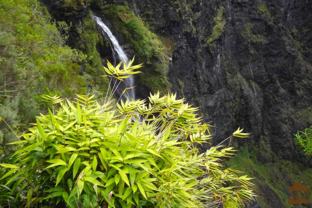 bambou cascade dans salazie montagne réunion trek