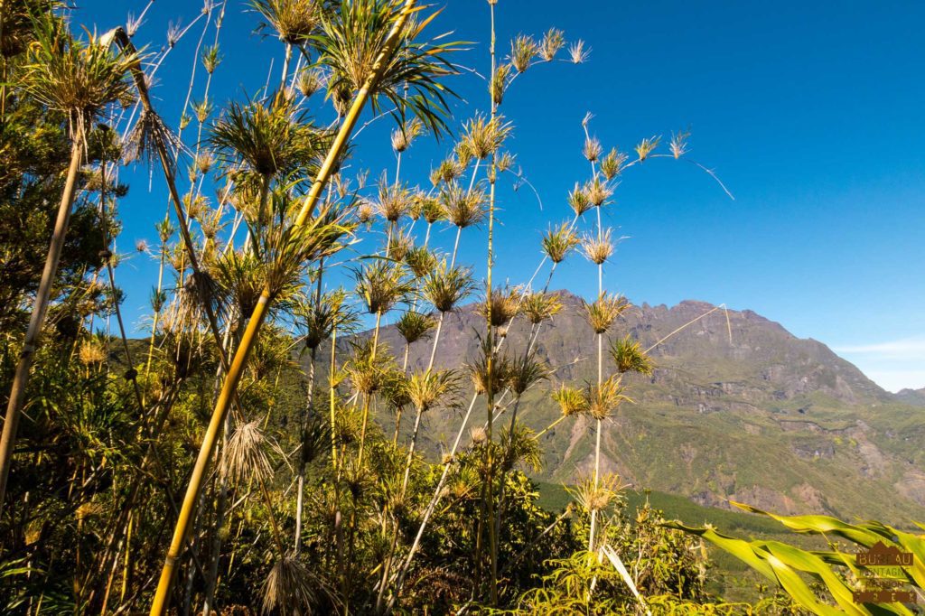 Bambou Calumets, Piton des Neiges et arête du Gros morne trek réunion