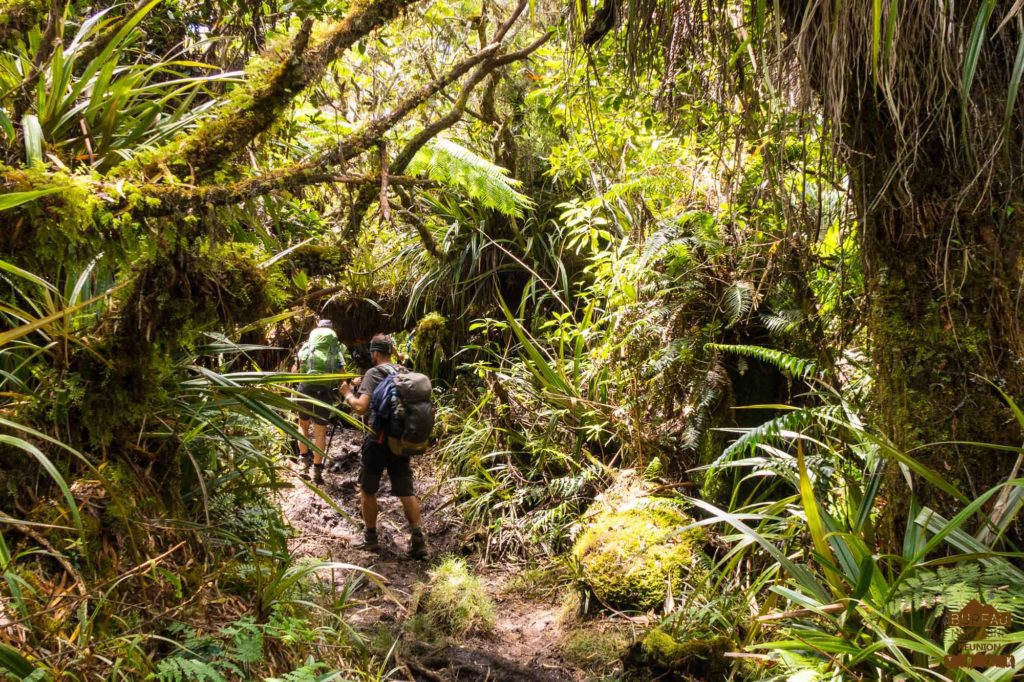 La foret tropicale d'altitude de Bébour Bélouve randonneur trek réunion