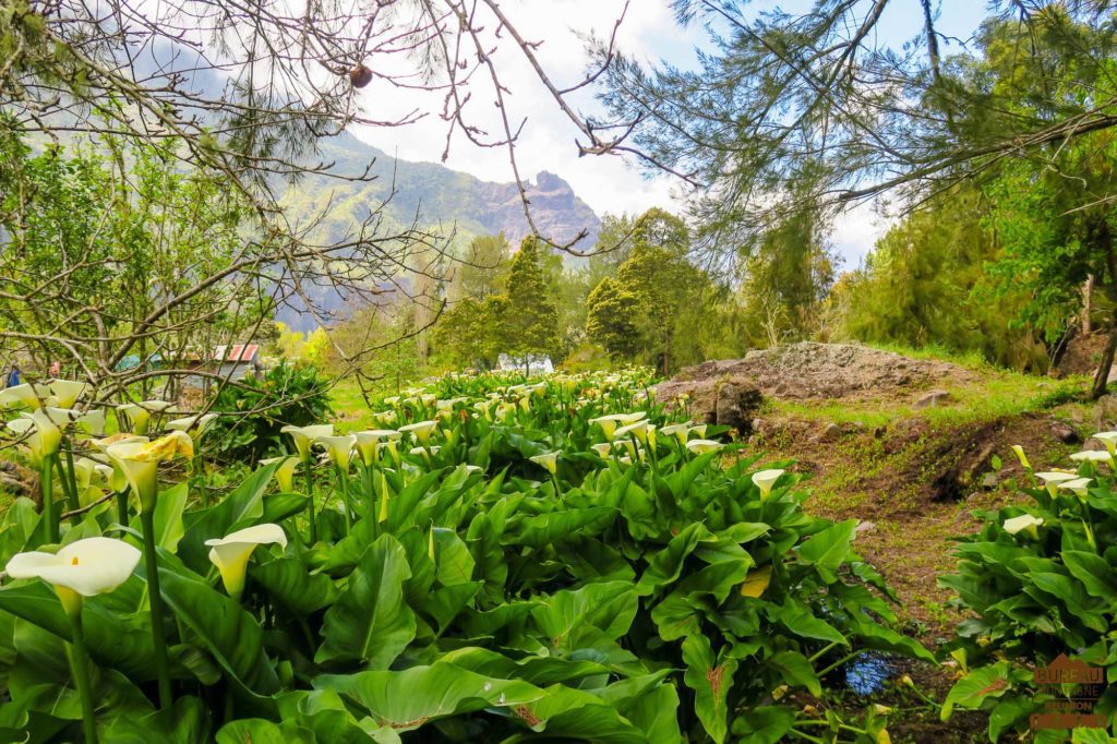 Arums en fleurs, ilet des Salazes réunion trek guide 974