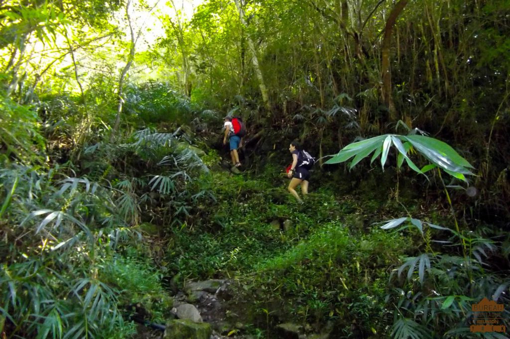 Sentier en forêt dans Salazie randonneur trek réunion 974