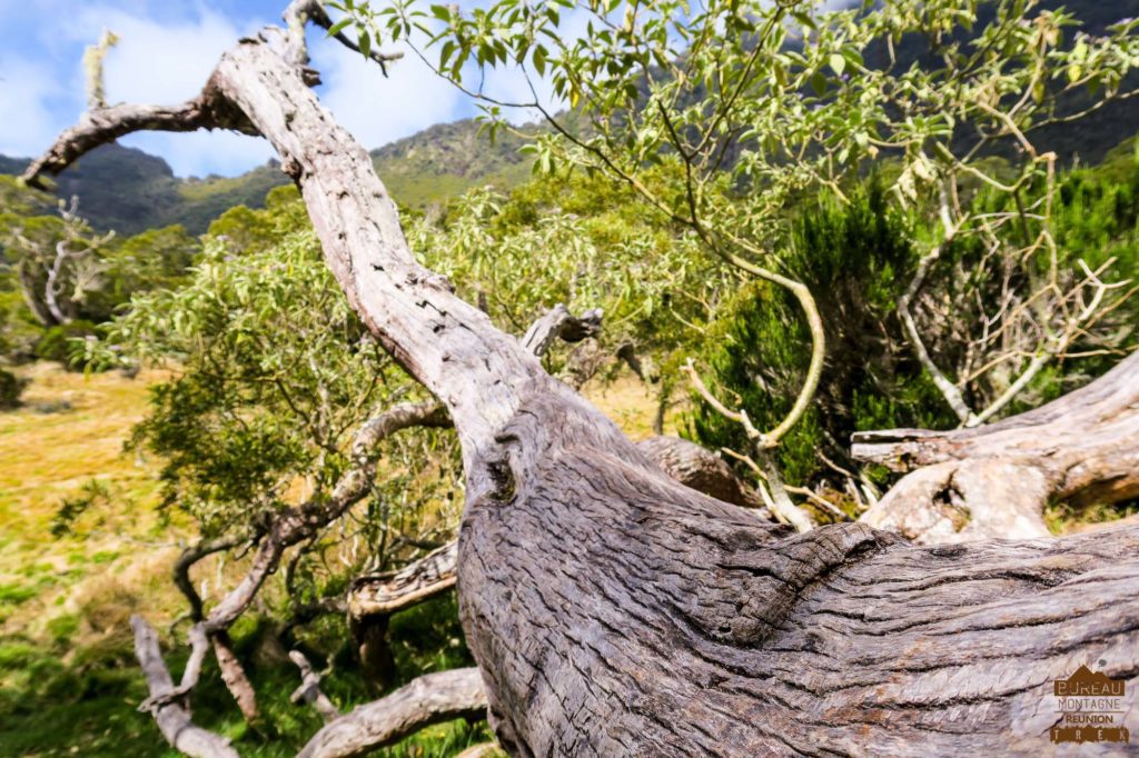 La plaine des Tamarins, Mafate.