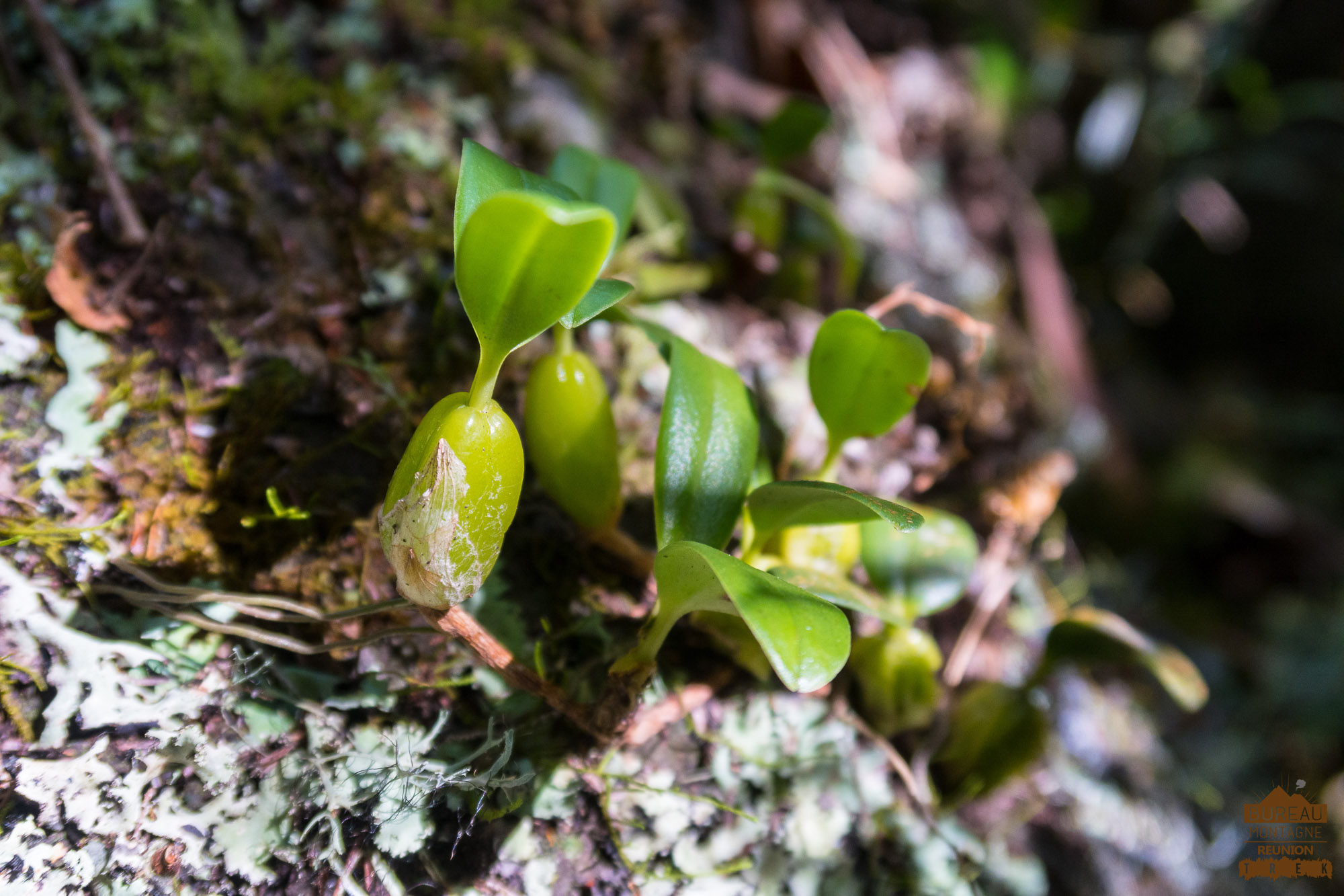 Bulbophyllum nutans petit carambole foret réunion randonnée trek