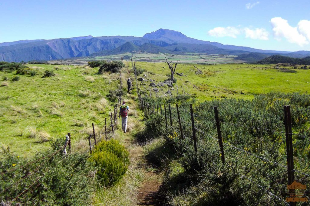 Pâturages de la Plaine des Cafres piton des neiges volcan réunion guide trek