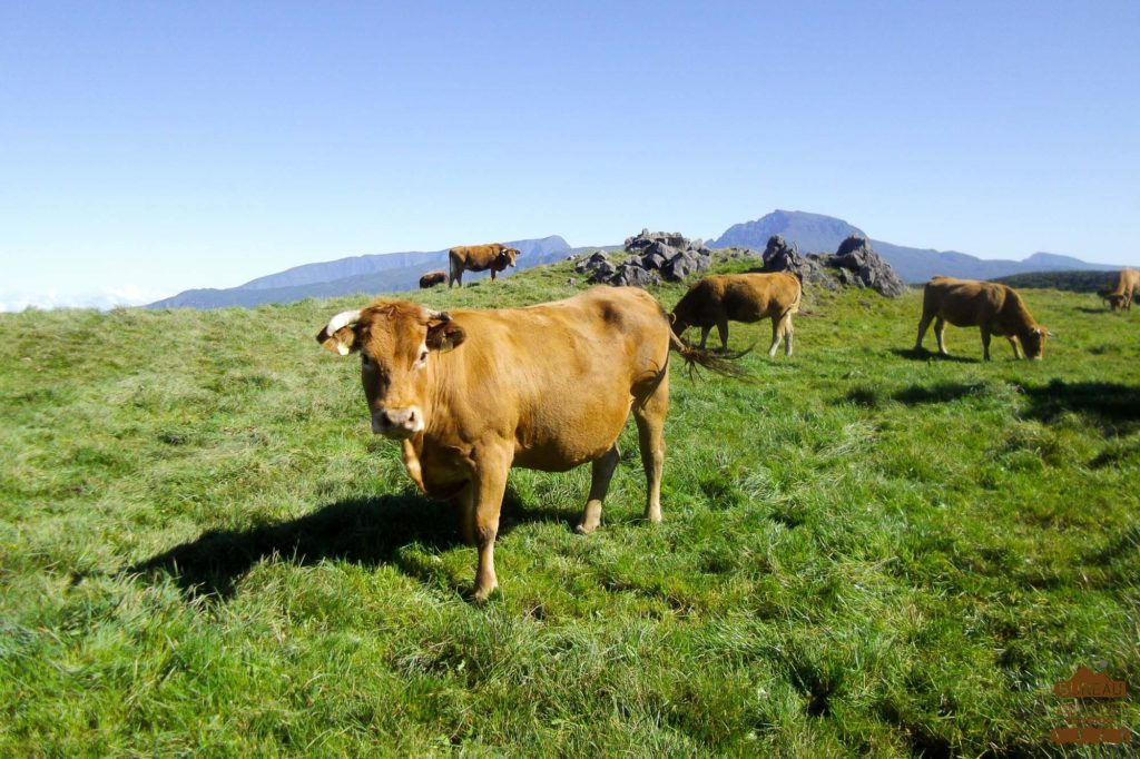 Pâturages de la Plaine des Cafres vache piton des neiges trek guide réunion rando