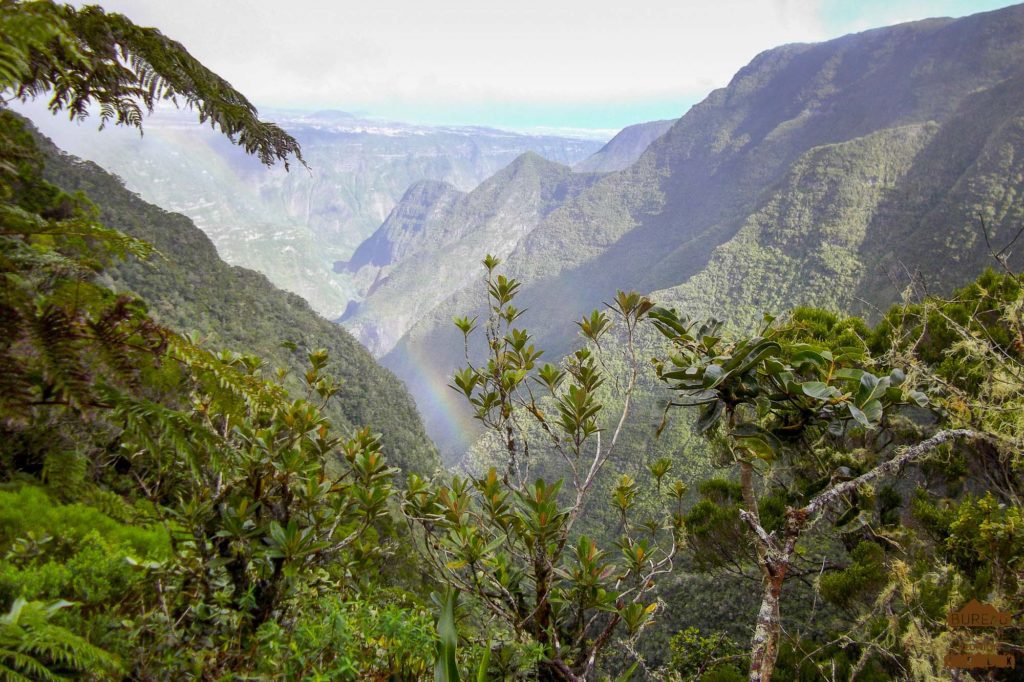 Forêt de Bébour le Bras Sainte Suzanne trek la réunion rando 974