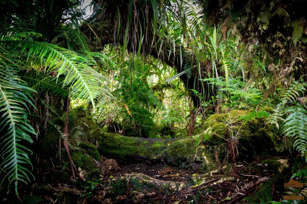 En forêt de Bébour trek réunion 974 guide