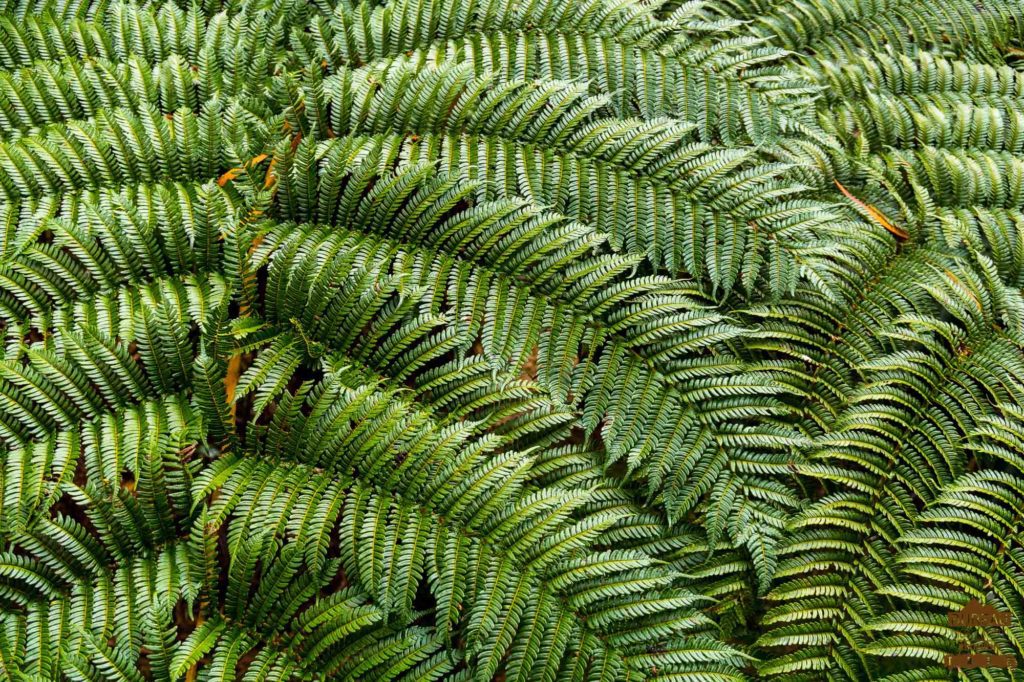 En forêt de Bébour bélouve fougère réunion 974 trek guide rando