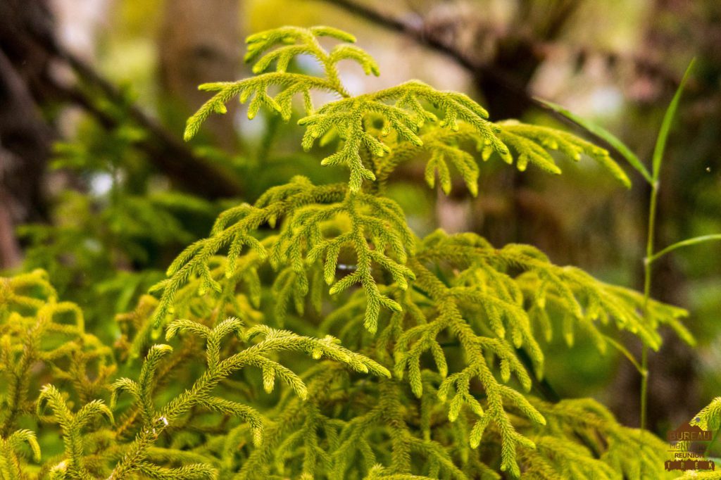 Lycopodiella cernua Fougère mariée foret bebour béelouve reunion 974 trek guide