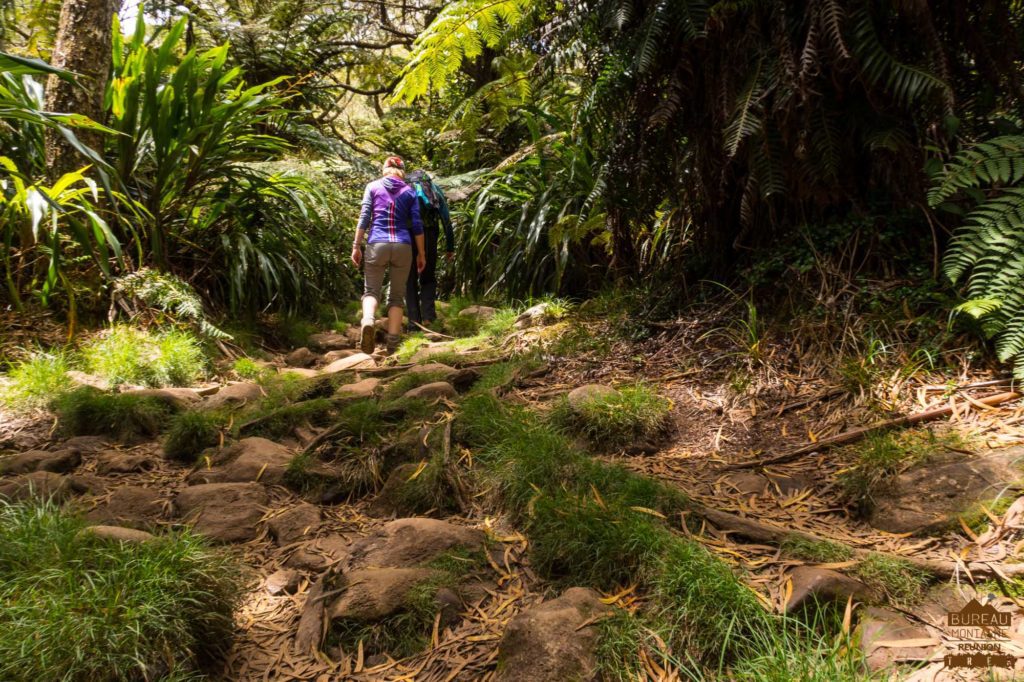 randonneur En forêt de Bébour ttrek réunion guide agence 974