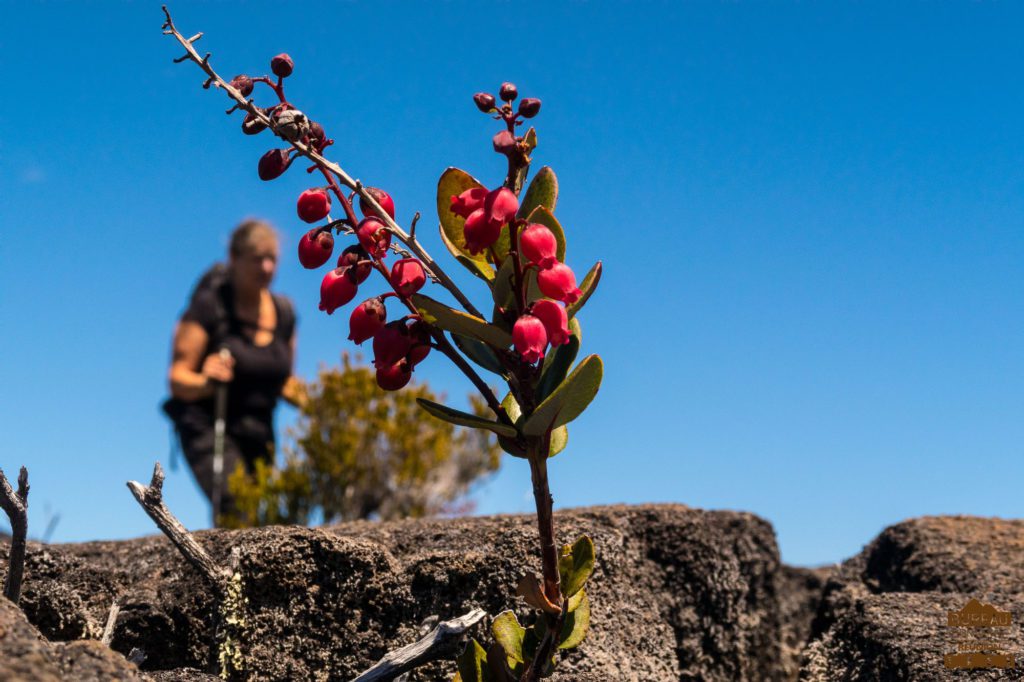 Petit bois de rempart, Piton de La Fournaise randonneur fleur Agariste à feuilles de buis Agarista buxifolia