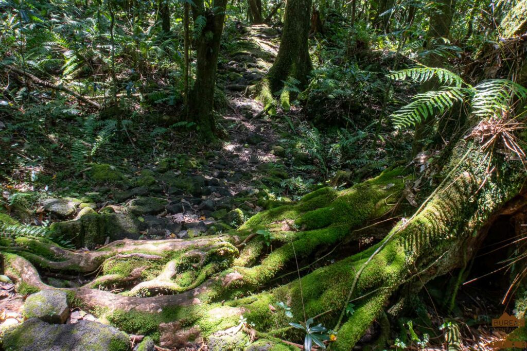 randonnée réunion sud sauvage foret mare longue basse vallée