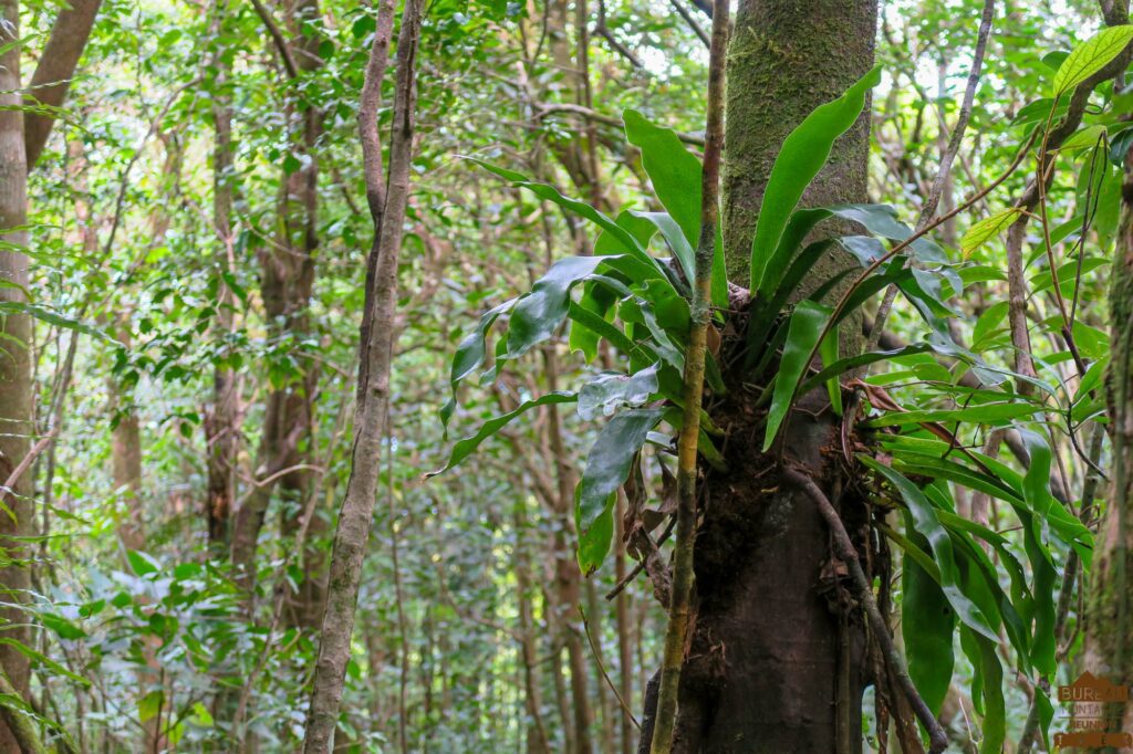 randonnée réunion sud sauvage foret mare longue basse vallée