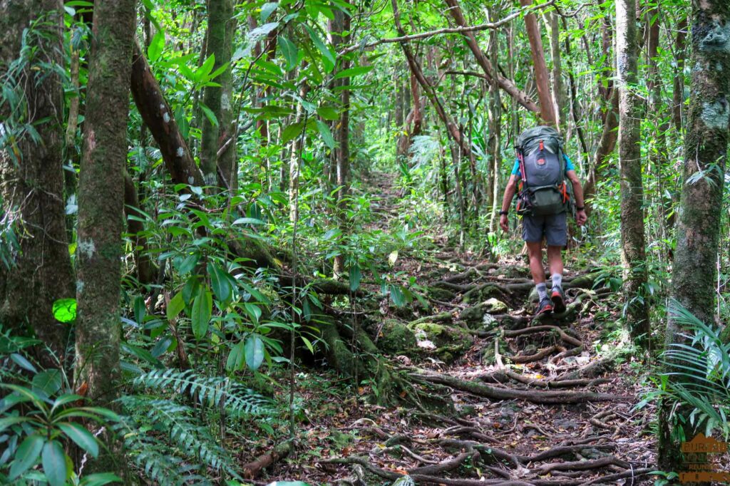 randonnée réunion sud sauvage foret mare longue basse vallée