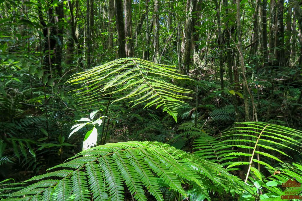 randonnée réunion sud sauvage foret mare longue basse vallée