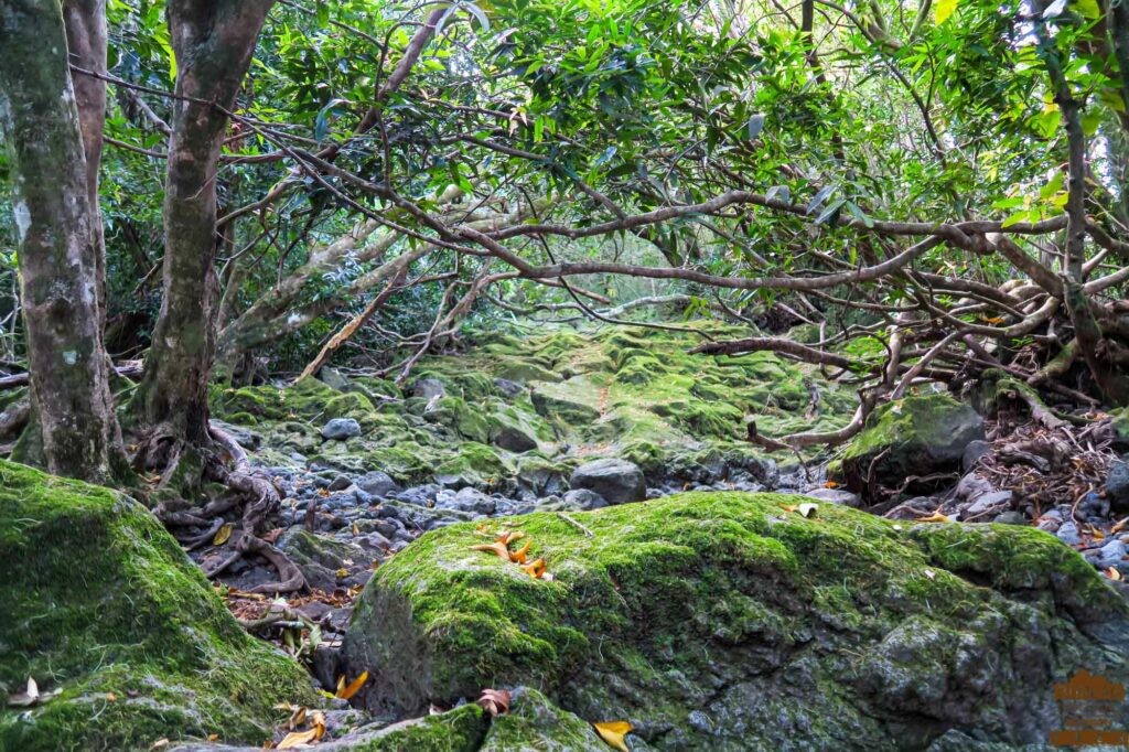 randonnée réunion sud sauvage foret mare longue basse vallée