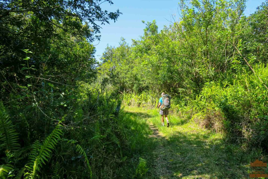 randonnée réunion sud sauvage foret mare longue basse vallée