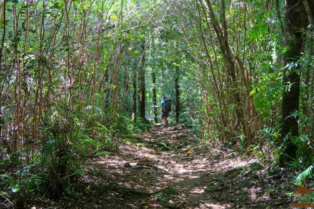 randonnée réunion sud sauvage foret mare longue basse vallée