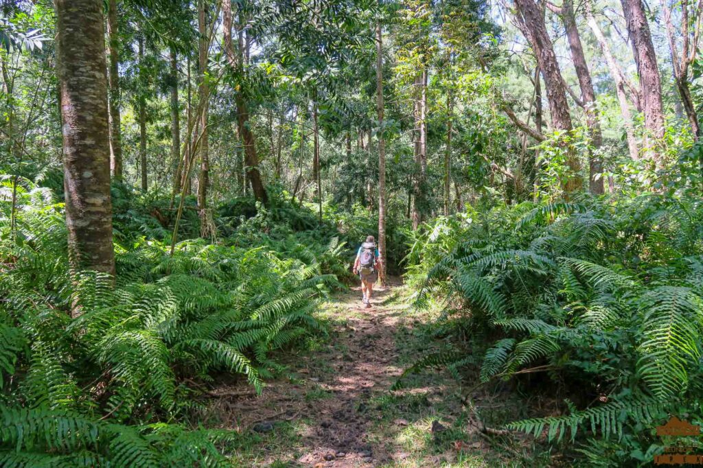 randonnée réunion sud sauvage foret mare longue basse vallée