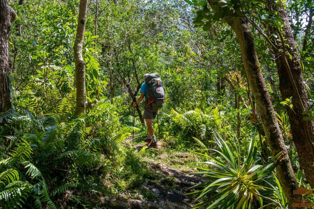 randonnée réunion sud sauvage foret mare longue basse vallée