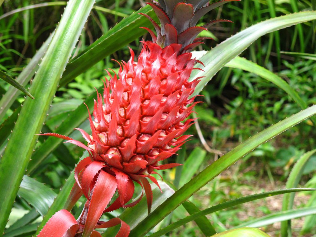 BMR Trek Agence - boucle du sud sauvage