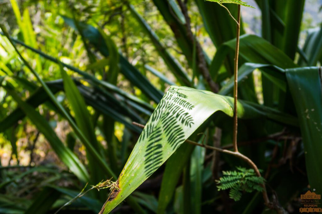 randonnée mafate la réunion guide