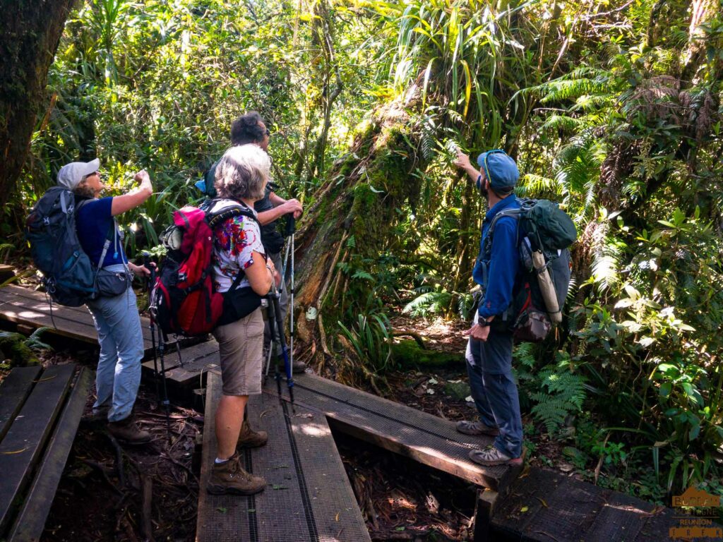 guide randonnée la réunion accompagnateur montagne