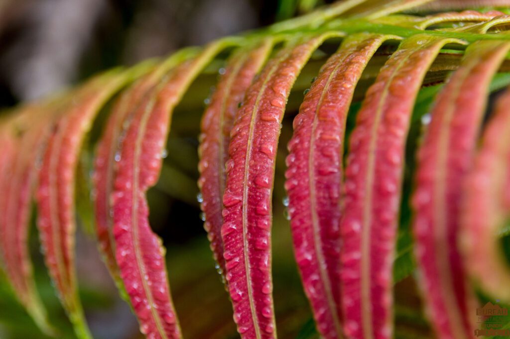 randonnée bélouve trou de fer la réunion