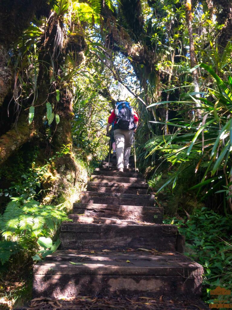 randonnée bélouve trou de fer la réunion