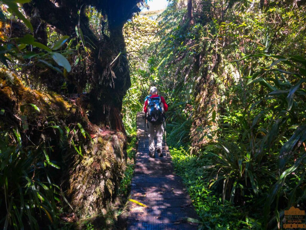 randonnée bélouve trou de fer la réunion