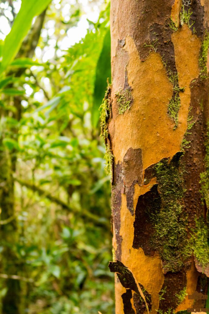 randonnée bélouve trou de fer la réunion