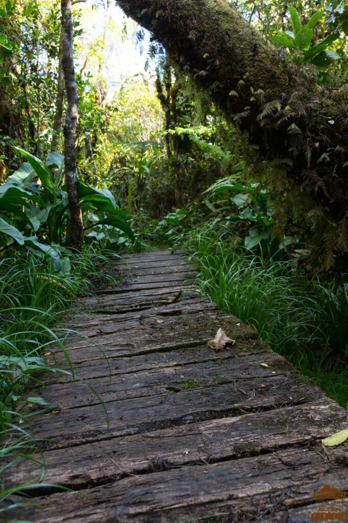 randonnée bélouve trou de fer la réunion