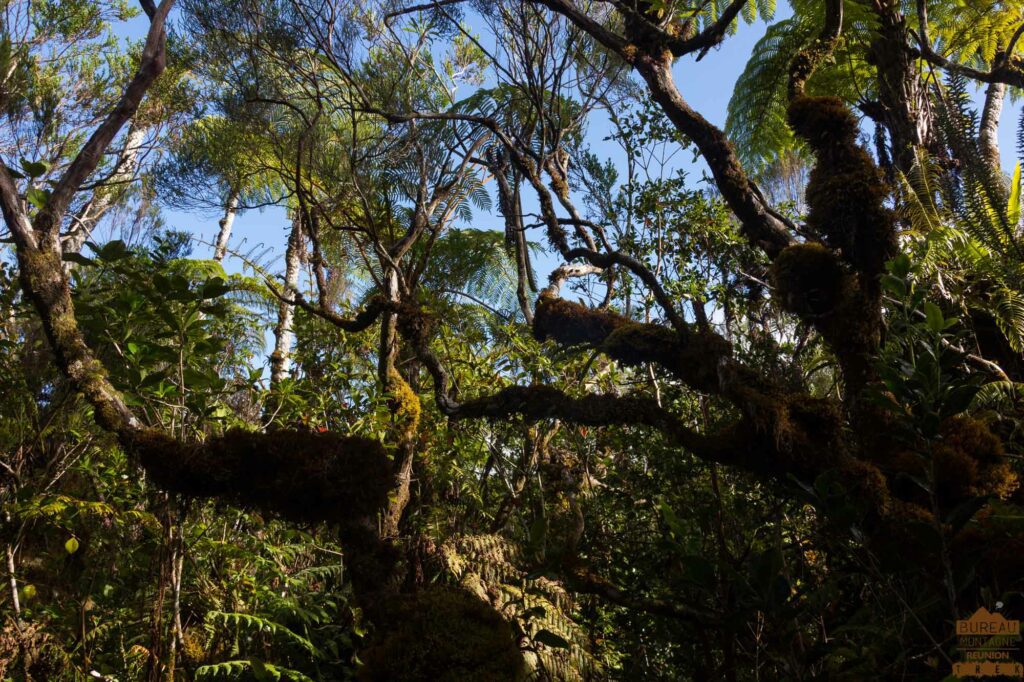 randonnée bélouve trou de fer la réunion