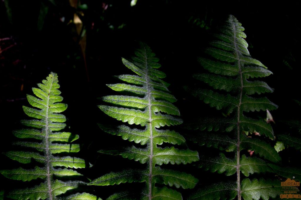 randonnée bélouve trou de fer la réunion