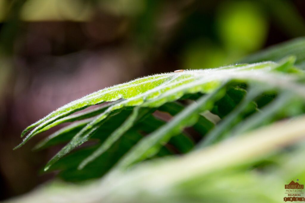 randonnée bélouve trou de fer la réunion