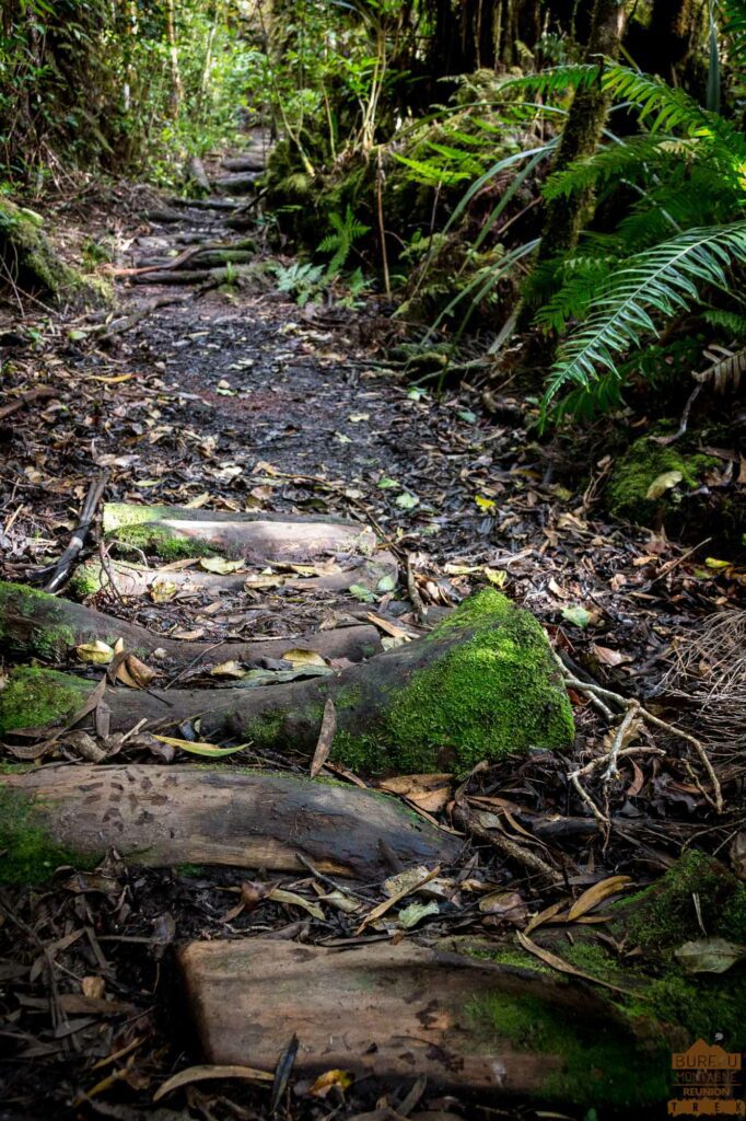 randonnée bélouve trou de fer la réunion