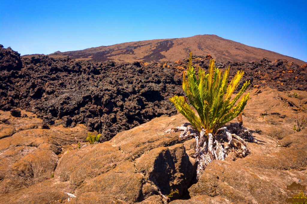 randonnée volcan piton de la fournaise la réunion guide