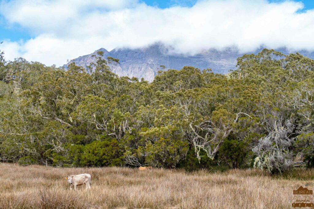 la réunion mafate plaine des tamarins